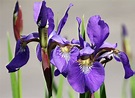 Iriss-Schwertlilie und Iris-Zwiebeln