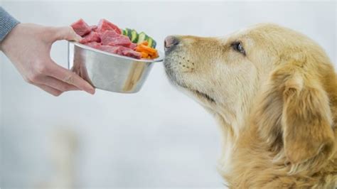 ¿es Mejor Alimentar A Las Mascotas Con Comida Casera O Comida Procesada