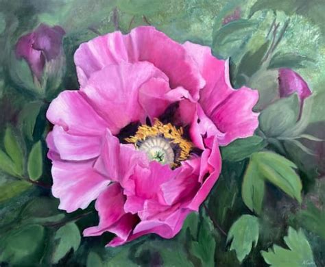 Pink Rockii Peony By Nicola Currie Artwork Archive