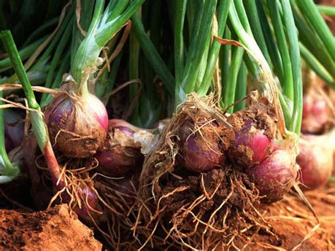 Comparing Scallions Vs Shallots Which Is The Best For Your Dishes