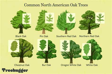 How To Identify Types Of Oak Trees Pelajaran