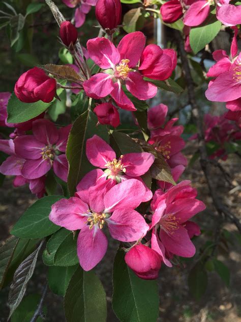 Maybe you would like to learn more about one of these? Trees smelling sweet | Plants, Garden plants, Garden