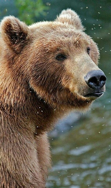 Beautiful Grizzly Bear Surrounded By Flies Animals And Pets Wild