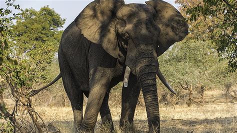 Anciano Animales Elefantes Paquidermo Fondo De Pantalla Hd