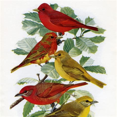 Free Vintage Printable Bird Illustration Canvas Art Bird Bird