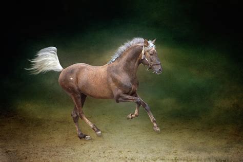 Galloping Horse By Christiana Stawski