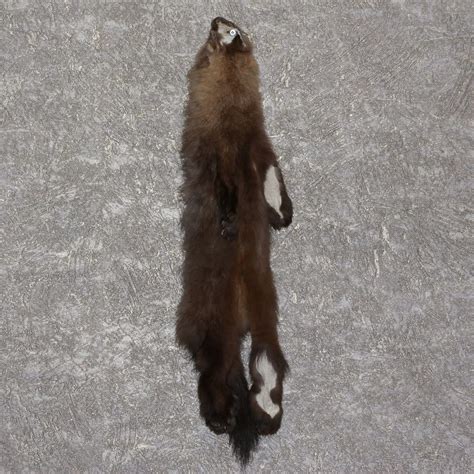 Amazon Russian Sable Taxidermy Tanned Fur Pelt For Sale Hide