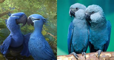 Blue Macaw Parrot From The Movie Rio Is Now Officially Extinct