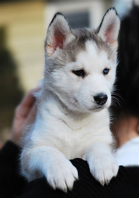 Pictures Of Husky Puppies Siberian Husky Puppies Dogs Pets Queen Size