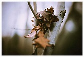 Wallpaper : tree, primavera, film, me, leaves, 35MM, hojas, arbol ...