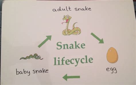 Science Project Snake Life Cycle Science Projects Life Cycles Baby