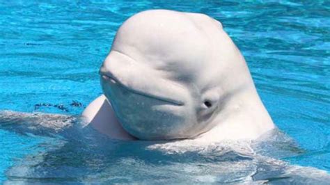 Ecologists Are Worried As Benny The Beluga Whale Continues To Swim In