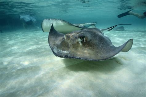 More Than 500 People Injured By Stingrays On Southern California Beaches