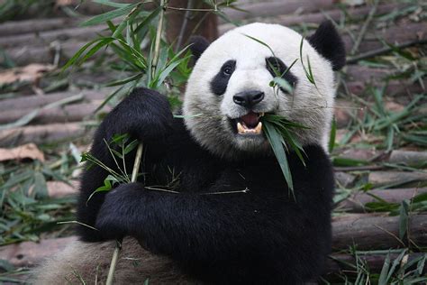 This All White Panda Has Been Photographed For The Very First Time