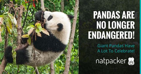 Giant Pandas Have A Lot To Celebrate