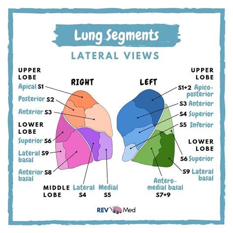 Lower Lobe Lung Anatomy