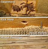 Drywood Termites Signs Images