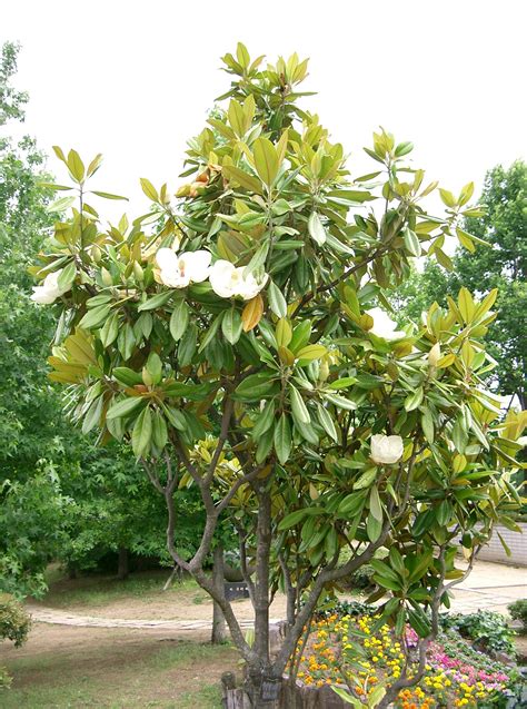 Soubormagnolia Grandiflora10 Wikipedie