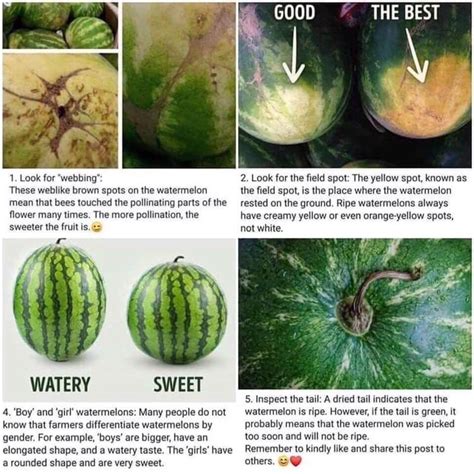 How To Pick A Watermelon Des Moines Acupuncture