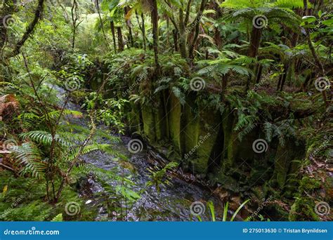 Te Whaiti Nui A Toi Canyon In Whirinaki Conservation Park Stock Photo