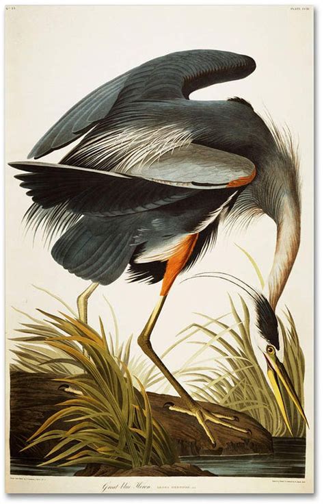Trademark Global John James Audubon Great Blue Heron 30 X 47 Canvas
