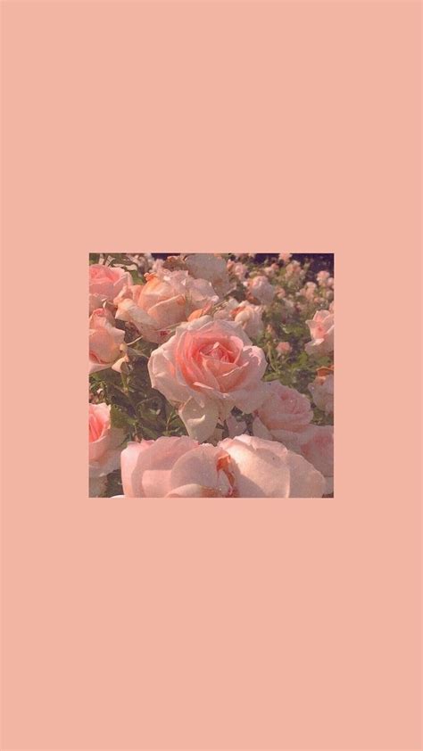 Rose Pink Aesthetic Wallpapers