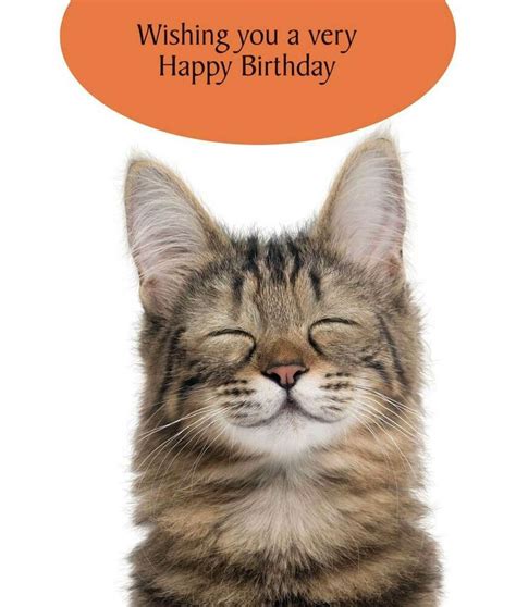 A Very Happy Birthday Cat Greeting Card Cat Lovers Humorous Greetings