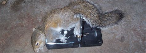 These walls are generally exterior walls, although sometimes used as interior walls due to good sound. How to find and remove a dead squirrel in a house