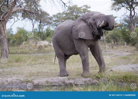 Huge Elephant Bull Stock Image Image Of Mammal Conservation 94116419