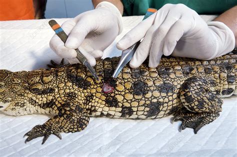 Nile Crocodile Skin Examination Stock Image C0125347 Science