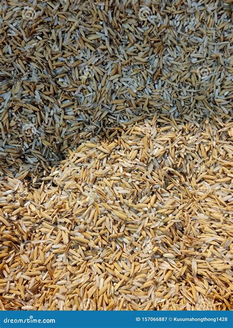 Rice Seed Stock Image Image Of Seed Plant Grown Rice 157066887