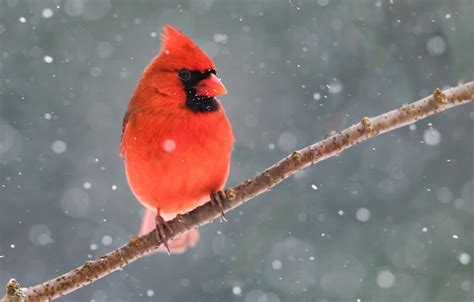 Wallpaper Winter Snow Bird Branch Red Cardinal Images For Desktop