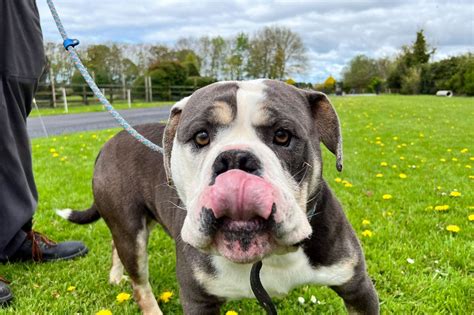‘It’s just mayhem’ - Dublin dog shelter overwhelmed with people giving