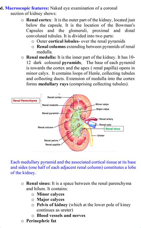 Kidneys Anatomy Qa