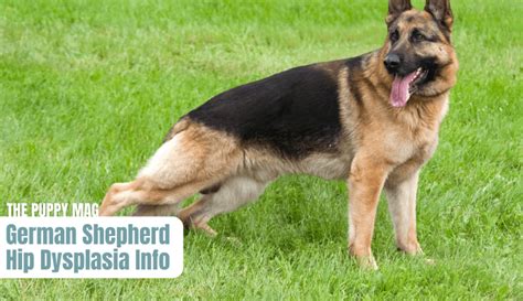 German Shepherd Hip Dysplasia Everything You Need To Know The Puppy Mag