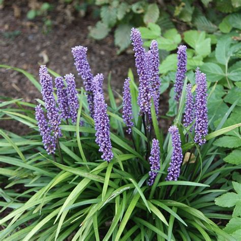 Buy Big Blue Lily Turf Liriope Muscari £1199 Delivery By Crocus