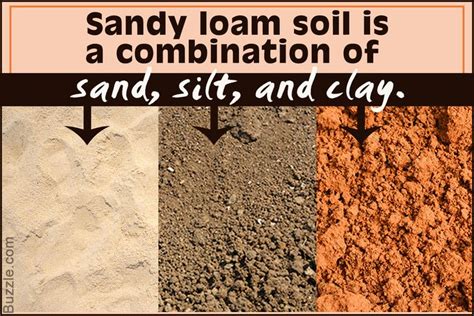 Sandy Loam Soil Characteristics Every Gardening Lover Must Know Loam