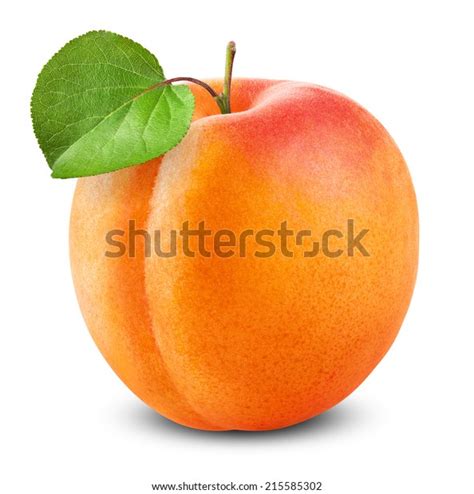 Fresh Apricot Leaf On White Background Stock Photo 215585302 Shutterstock