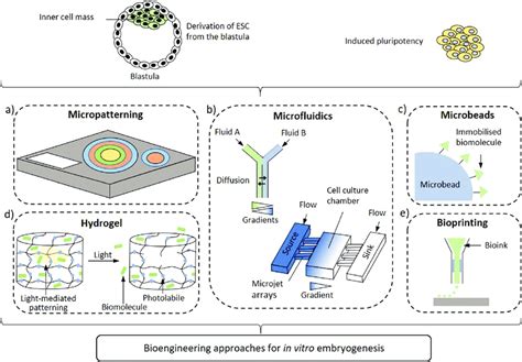 Schematic Representation Of Biomaterial Approaches To Organize