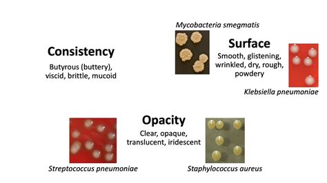 Level 2 Microbiology And Immunology Microbiological Examination Of