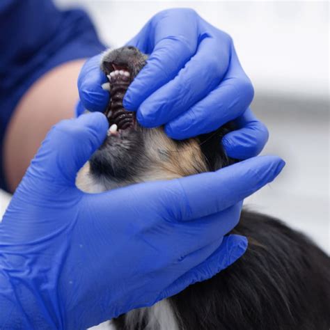 Pet Dental Care And Surgery Veterinary Dentist In Brookhaven