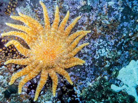 Sunflower Sea Stars Could Help Save Kelp Forests •