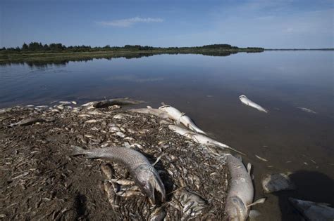 Climate Change Heavy Rain After Drought May Cause Fish Kills