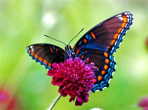 49 Free Wallpapers And Screensavers Butterflies On Wallpapersafari