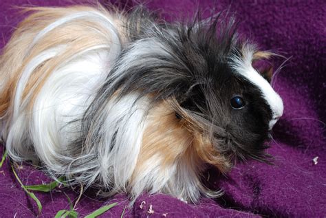 Cuddles Female Short Hair Guinea Pig In Nsw Petrescue