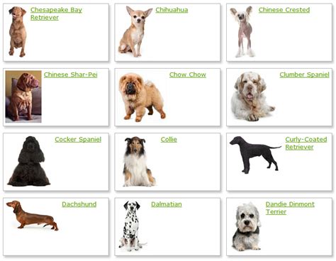 All List Of Different Dogs Breeds Dog Breeds List With Picture