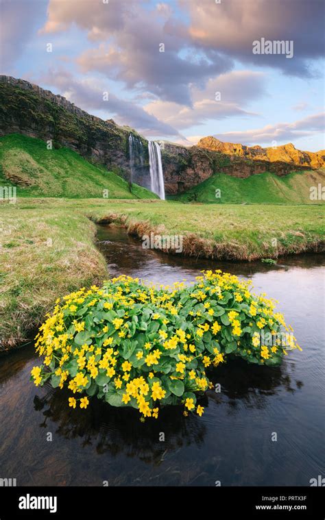 Seljalandsfoss Waterfall In Iceland Summer Landscape With Flowers And