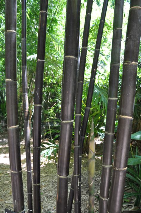 Bambusa Lako Timor Black Bamboo Land Nursery Qld Australia