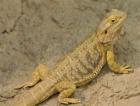 Bearded Dragon Care 101 A Beginners Guide Pethelpful