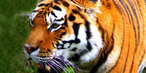 Wealthy Businessman Sentenced To 13 Years In Jail For Eating Tigers The Dodo